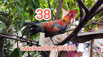 qaib dib mos pom2 suab luv 9/8/2023.02097436930.