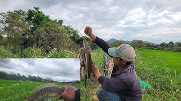 Cắm cần câu săn Cá Lóc | Cá Cắn Câu Liên Tục Lên Được Cá Lóc Bự | Câu Cá Giải Trí