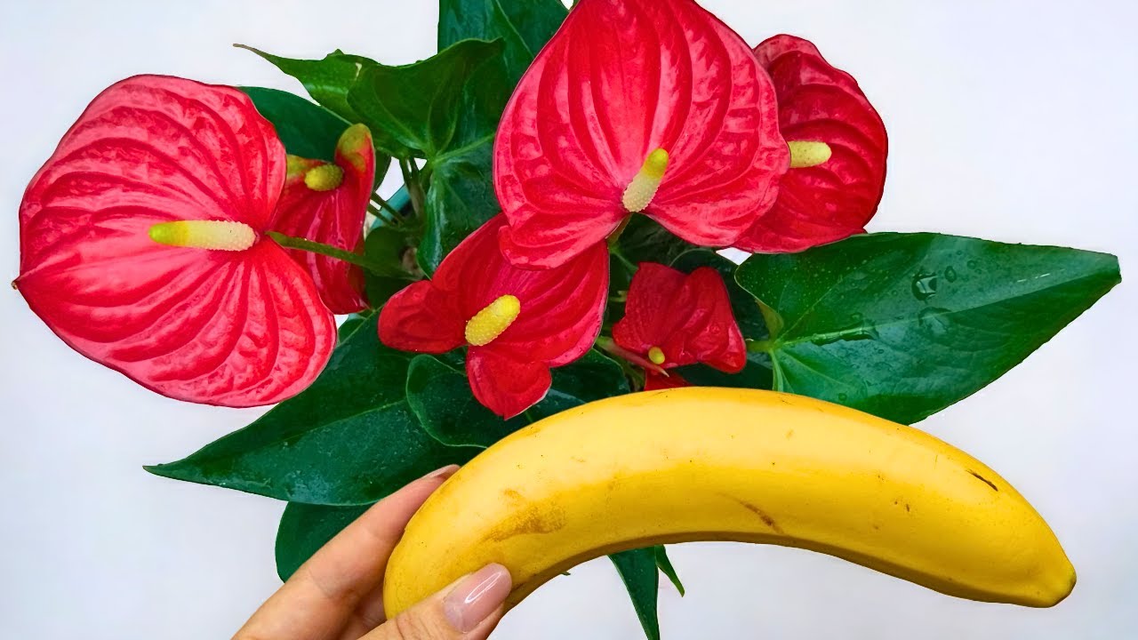 🔥🍌👍 Wie durch ein Wunder bringt nur eine Frucht die Anthurie zum Blühen wie verrückt.