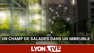 Fermes urbaines. Comment produire des salades en plein centre-ville ?