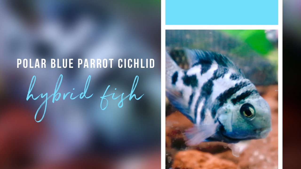Polar Blue Parrot Cichlid and Fry YouTube