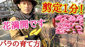バラの剪定方法 露地植えの木立性バラ プレイボーイ の冬剪定 Youtube