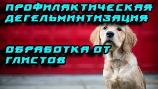 Профилактическая дегельминтизация (обработка от глистов) Профилактическая дегельминтизация (обработка от глистов)