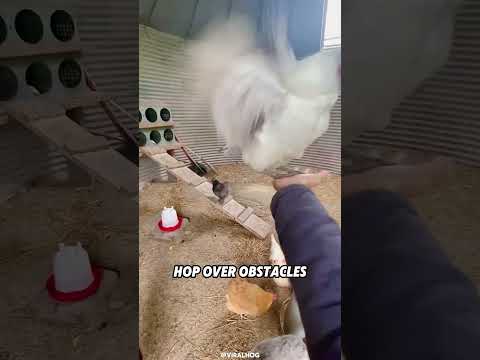 Why Can’t Chickens