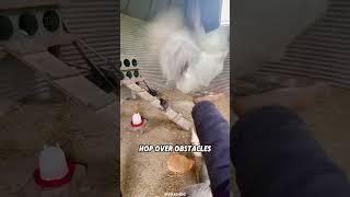 Why Cant Chickens Fly?