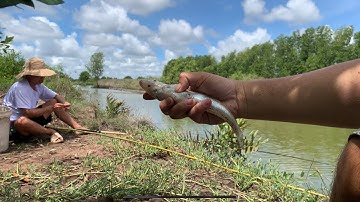 Câu cá tự nhiên vào vuông tôm câu cá nâu cá bóng đục năm căn cà mau |hưng năm căn