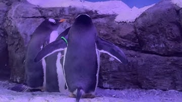 More calls to free penguins locked away underground with nothing to do (UK) 11/Nov/2025