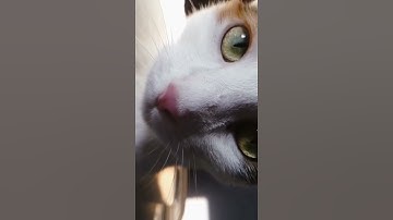 Thanks for 130 Subs ❤️😭 #130subs #cats #cutecats #viral #mostviral #trend #worldscutecat #catstatus