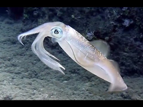 Squid: Strong swimmer of the ocean! - Safeshare.TV