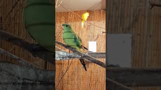 Flew in | Green parrot
