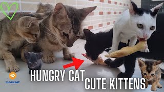 What is my cat doing with Food by meowcat 411 views 1 year ago 3 minutes, 39 seconds