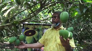 জৈব বালাইনাশক ব্যবহারের মাধ্যমে হাড়িভাঙ্গা আম উৎপাদন