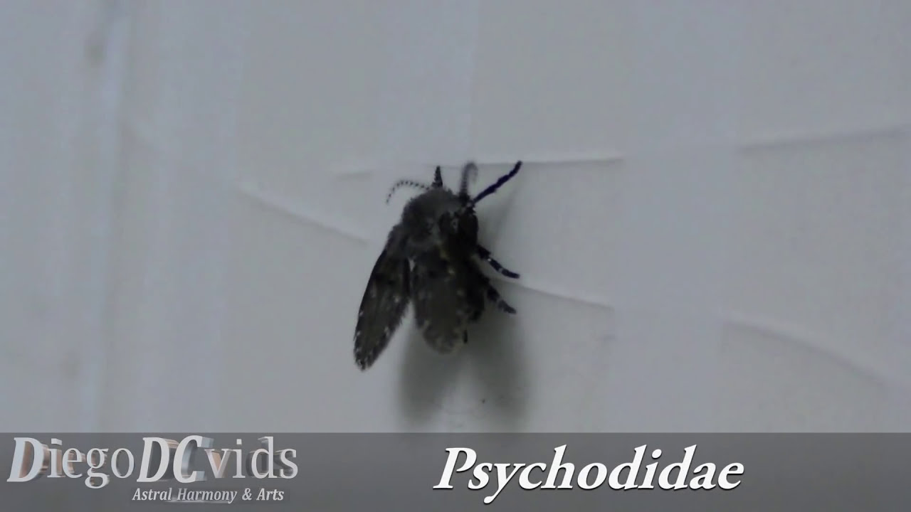Clogmia albipunctata Mothfly (Psychodidae) Bathroom Fly ...