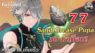 จุดเก็บ 77 อัน ✦ Sand Grease Pupa 10 นาทีจบ!!【ของอัพ Alhaitham】| Genshin Impact