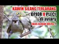 KAWIN SILANG OPIOR JAWA DENGAN PLECI DI AVIARY, APA JADINYA..?? JANGAN DITIRU !!