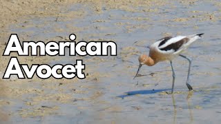 The American Avocet