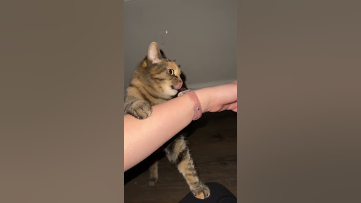 Full Moon Magic with Lilith #viral #trending #cute #funny #cats #witch #witchcraft