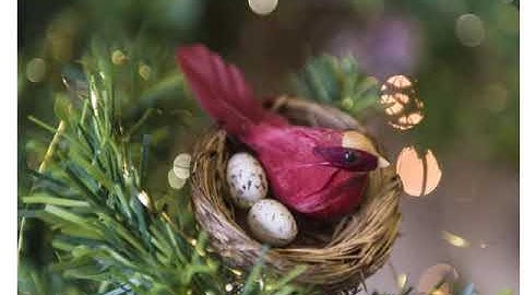 24  Animal Form And Function Ii 1