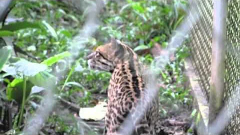 Volunteer Ecuador Amazon Conservation _ Indigenous Programs with Abroaderview.org