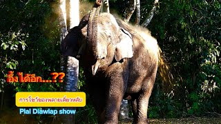 Ep 528 อึ้งได้อีก? การโชว์ของพลายเดี่ยวหลับ#wildlife #เขาใหญ่ #elephant #ช้างป่า #news #news #ช้าง