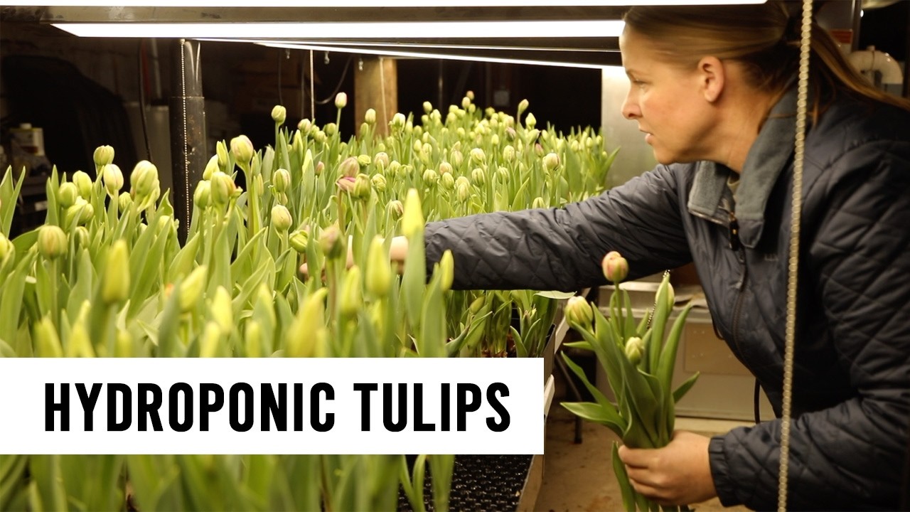 Сбор и увлажнение тюльпанов, выращенных гидропонным методом (цветы для зимней срезки).