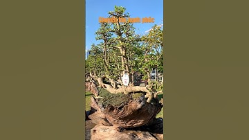 Tuyệt đẹp! Tác phẩm “bến bờ hạnh phúc” - cây Duối Vietnamese Bonsai