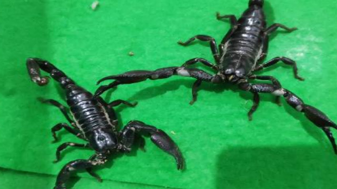 Scorpions going