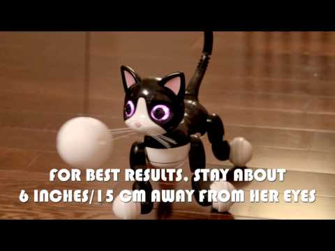 Zoomer | How to Play with your Zoomer Kitty!