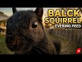 Black Squirrel Evening Feed