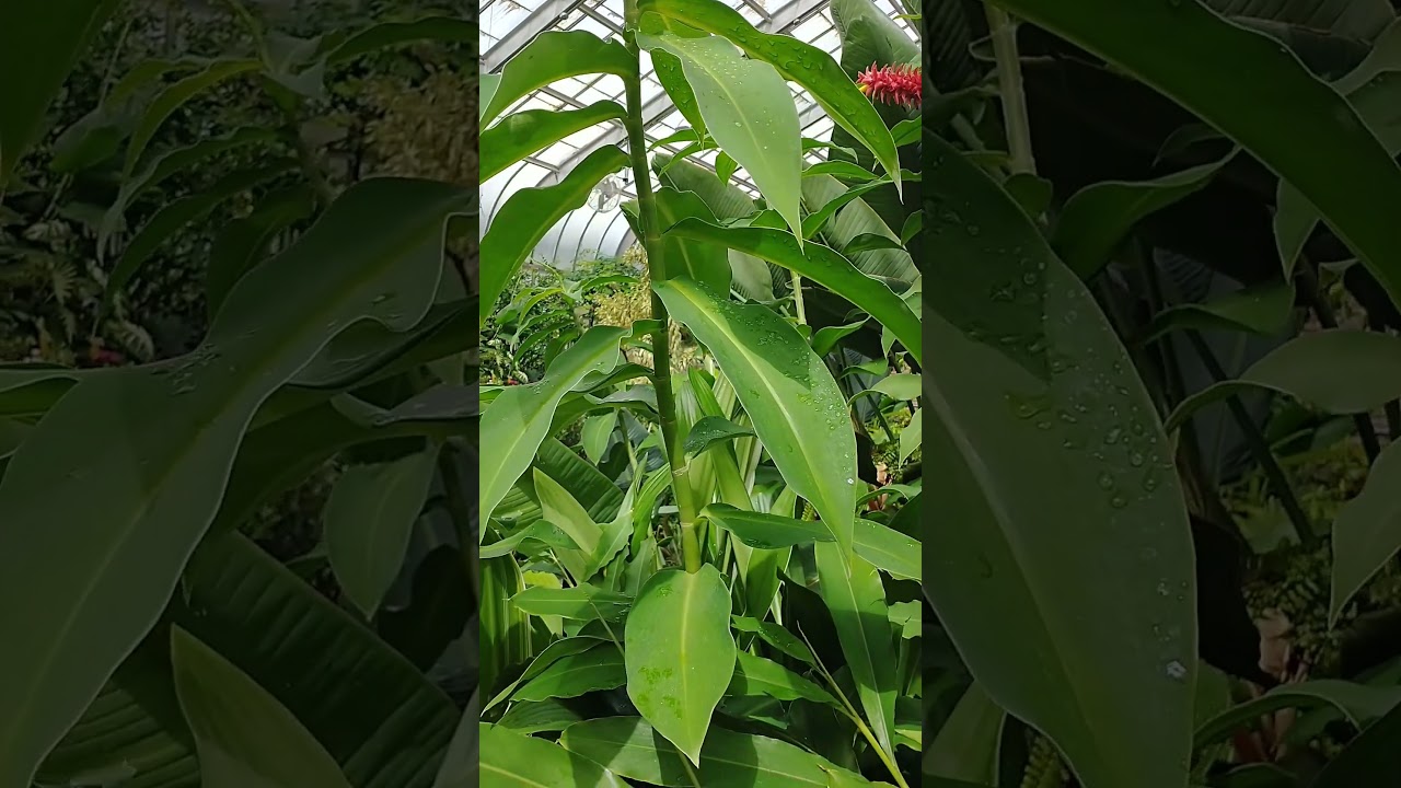 The Red Tower Ginger 