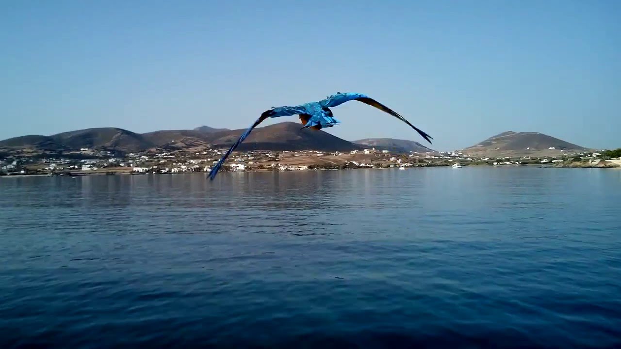 "Vito" Flying Macaw ft SeaRunner