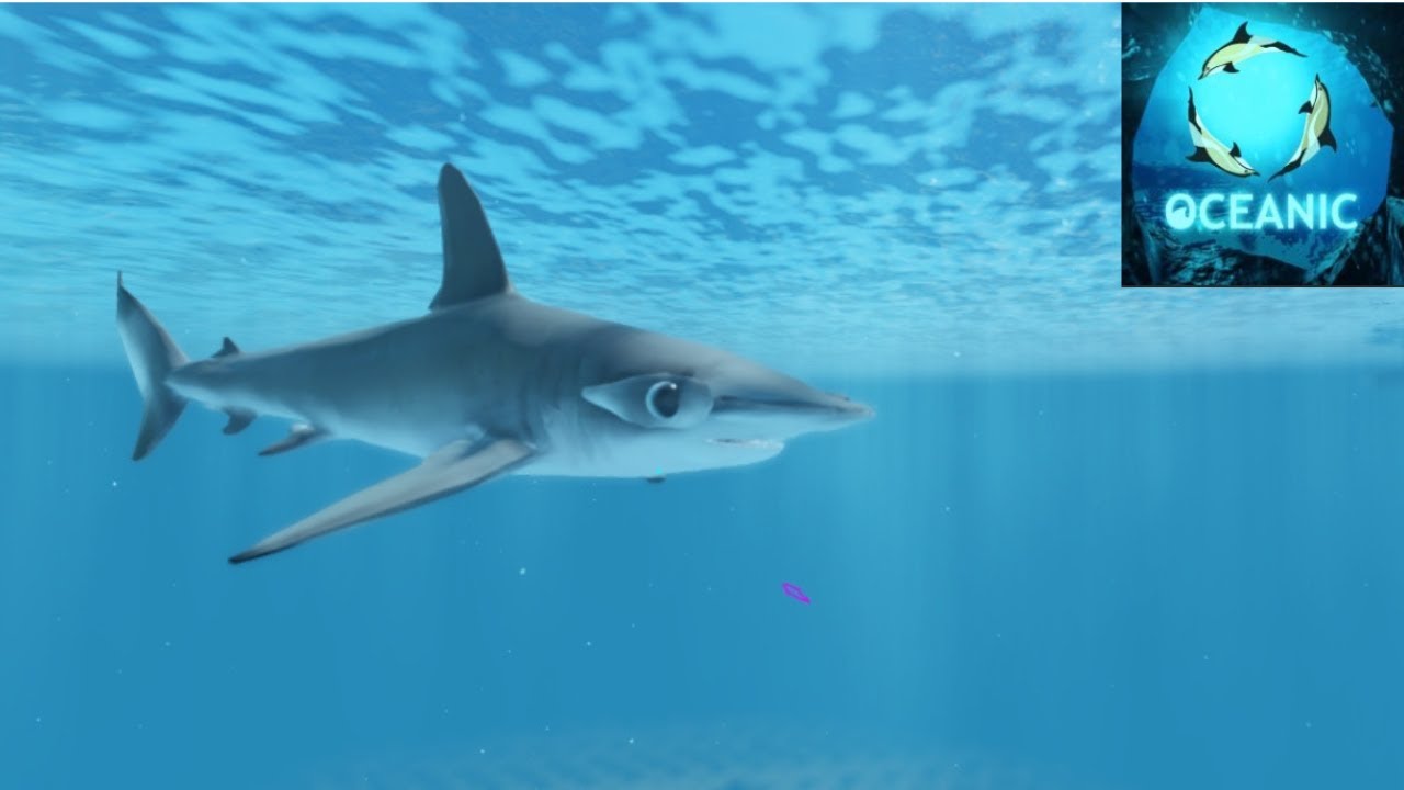 Smooth Hammer Head Shark Gameplay In Oceanic  -  Roblox
