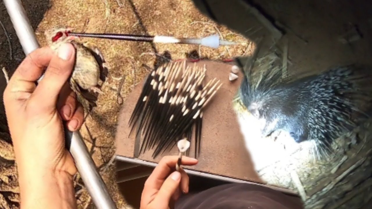 Quill Hunt With a Blowgun? Hunting With Porcupine Quills (Spear Hunt