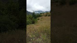 Dağ Kuşları Orman Ağaçları