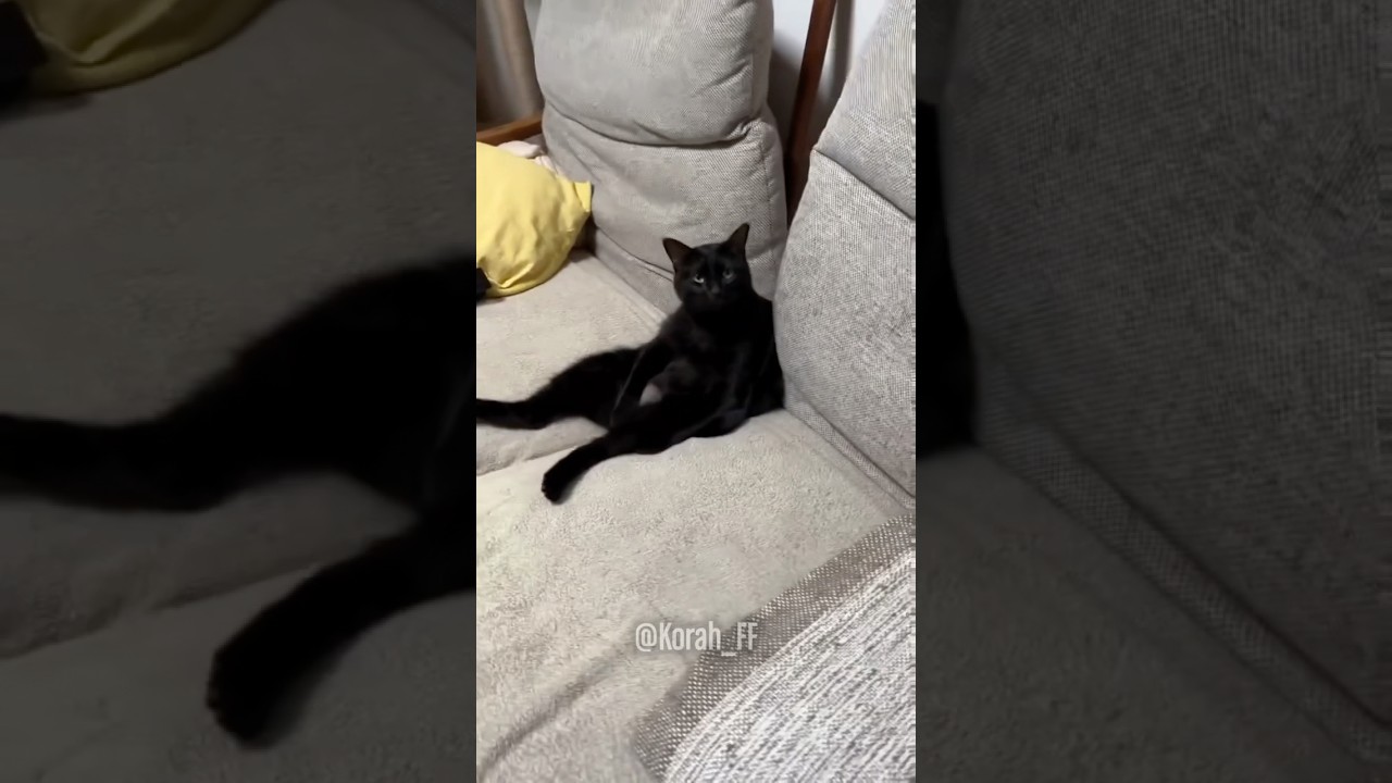 El amor de los gatos es otra cosa