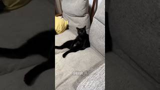 El Amor De Los Gatos Es Otra Cosa