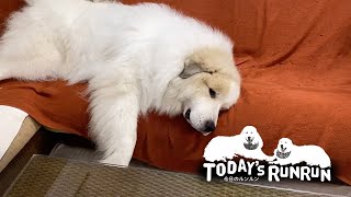 お母さんの掃除の仕上げをするアランです　Great Pyrenees　グレートピレニーズ