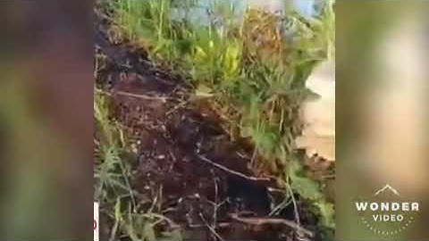 Tiếng cò lửa cò đỏ cò hương đầu mùa thág 3 bản chuẩn kinh tế gọi là lao ở loa mới nhất 2023 💯