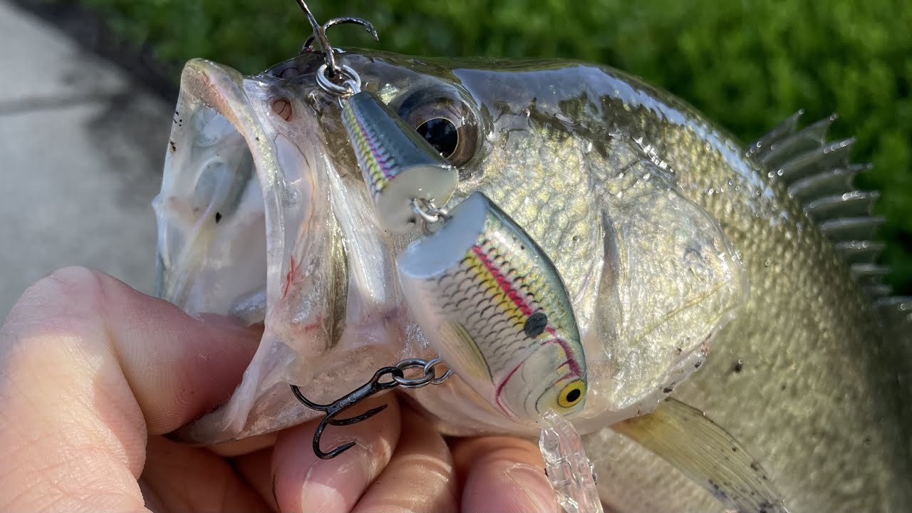 Largemouth Bass Fishing Orange County  Finally Got One on a Shad Rapala  Swimbait 