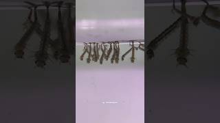 Metamorfosis Sempurna Atau Tidak Ya?