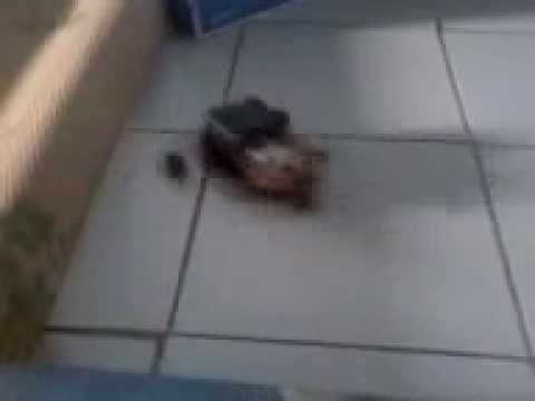 Membuat Robot Sensor | membuat robot sederhana infrared sensor youtube Membuat Robot Sensor | membuat robot sederhana infrared sensor youtube