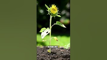 sunflower growth #shorts #timelapse #flowers  #shortvideo