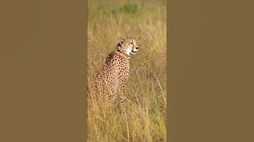 Sư Tử,Linh Cẩu,Báo Đốm Dành Nhau Thức Ăn Và Cái Kết #shorts #doanlongdiscovery