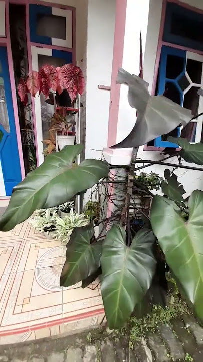 TANAMAN DENGAM AKAR ANGIN BISA HIDUP DI TERAS RUMAH #wepchannel #tanamanhias #bunga