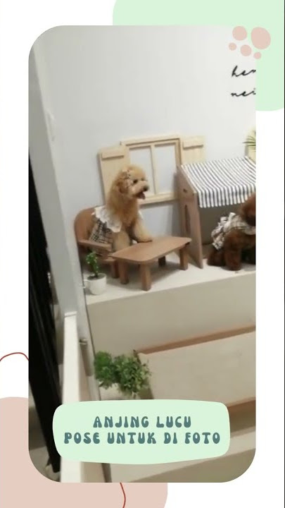 Anjing lucu diem untuk di foto 😍🐶