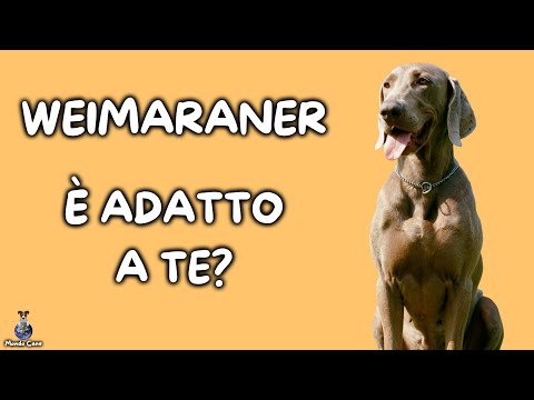 Video: I weimaraner possono essere neri?