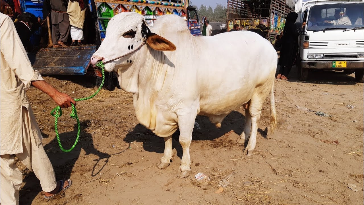 Heaviest Bachray in Lahore Shahpur Kanjra Mandi - Qurbani Eid 2018 k Liye Tayyarian bakra mandi pakistan 2018 latest