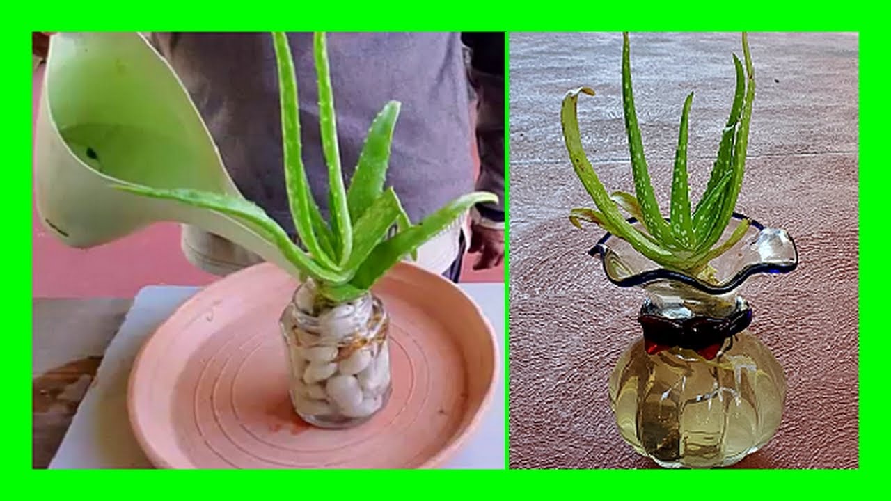 How To Grow Aloe Vera Plant In Water YouTube How To Grow Aloe Vera Plant In Water YouTube