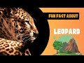 Leopard: 5 Marvelous Things You Can&#39;t Miss