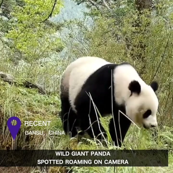 Wild giant panda spotted roaming on camera in Gansu, China